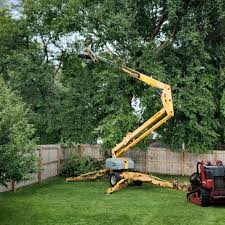 Tree and Shrub Care in Cottage City, MD