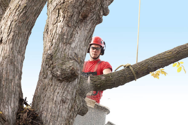 Best Tree Preservation Services  in Cottage City, MD